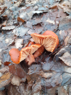 Гриб из Москва