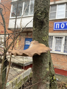 Гриб из Химки