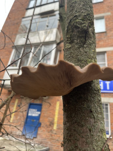 Гриб из Химки