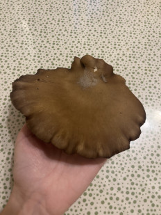 Гриб из Химки