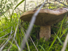 Гриб из Лагоа де Альбуфейра, округ Лиссабона