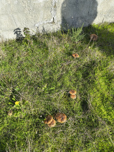 Гриб из Лагоа де Альбуфейра, округ Лиссабона