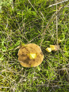 Гриб из Лагоа де Альбуфейра, округ Лиссабона