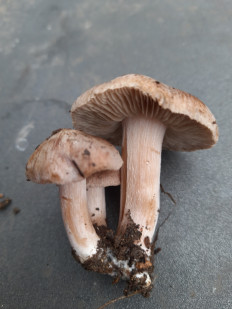 Гриб из Евпатория