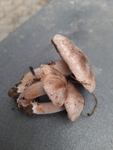 Гриб из Евпатория