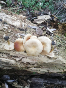 Гриб из Запорожская обл.