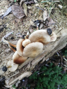 Гриб из Запорожская обл.