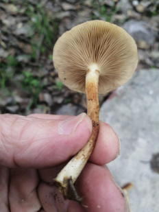 Гриб из Запорожская обл.