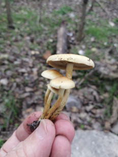 Гриб из Запорожская обл.