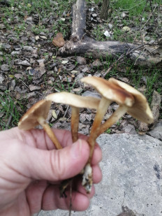 Гриб из Запорожская обл.