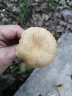 Гриб из Запорожская обл.