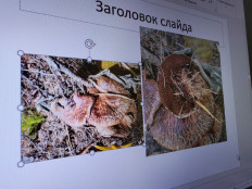 Гриб из Белая Гора