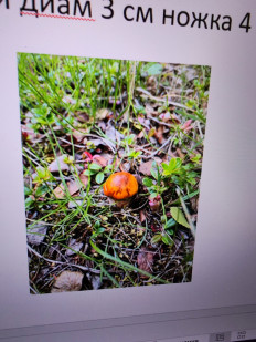 Гриб из Белая Гора