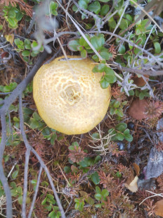 Гриб из Белая Гора