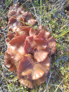 Гриб из Белая Гора