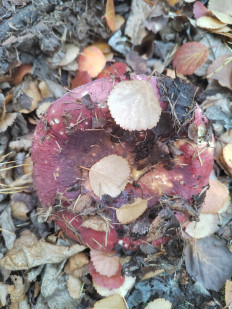 Гриб из Белая Гора