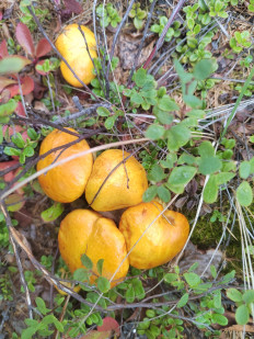 Гриб из Белая Гора