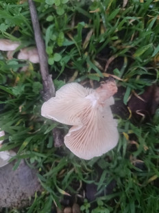 Гриб из Pervomaysk