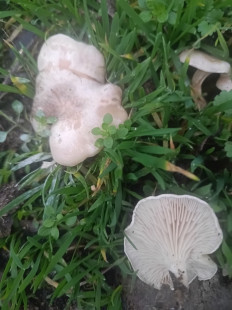 Гриб из Pervomaysk