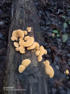 Гриб из Москва