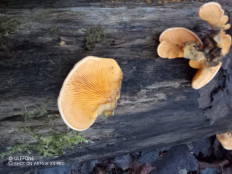 Гриб из Москва