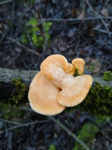 Гриб из Москва