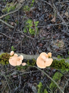 Гриб из Москва