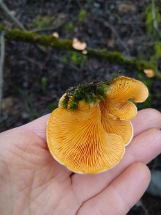 Гриб из Москва