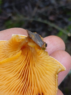 Гриб из Москва