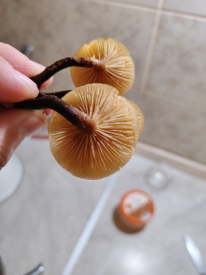 Гриб из Калининград