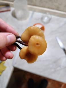 Гриб из Калининград