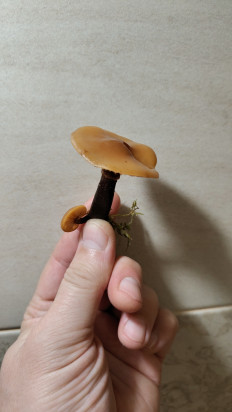 Гриб из Калининград