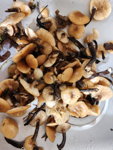 Гриб из Калининград