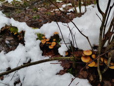 Гриб из Калининград