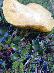 Гриб из Белая Гора