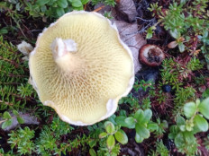 Гриб из Белая Гора