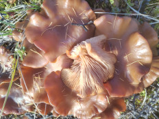 Гриб из Белая Гора