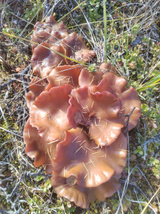 Гриб из Белая Гора