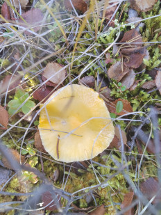 Гриб из Белая Гора