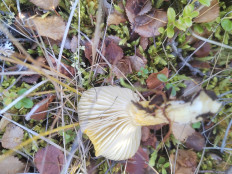 Гриб из Белая Гора