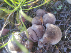 Гриб из Белая Гора