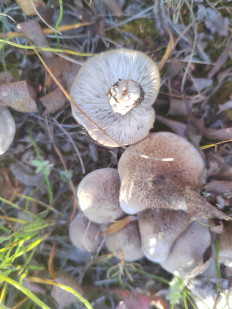 Гриб из Белая Гора