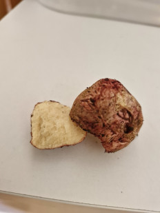 Гриб из Город Севастополь