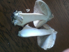 Гриб из Севастополь