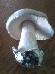 Гриб из Севастополь