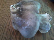 Гриб из Севастополь