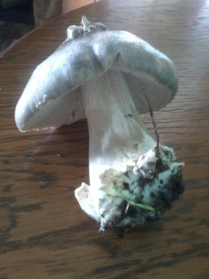 Гриб из Севастополь