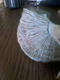 Гриб из Севастополь