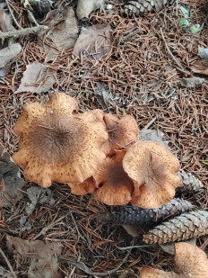 Гриб из Бирюч