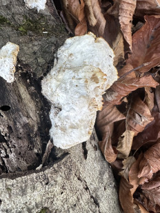 Гриб из Сочи